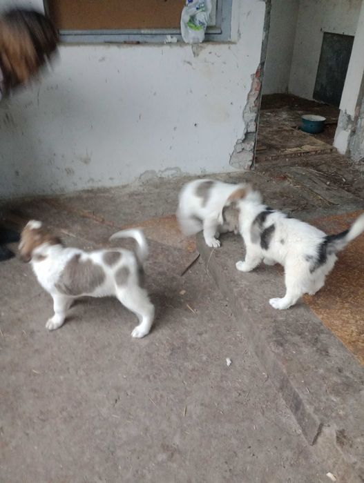 Кученца Алабаи чакат новите си стопани