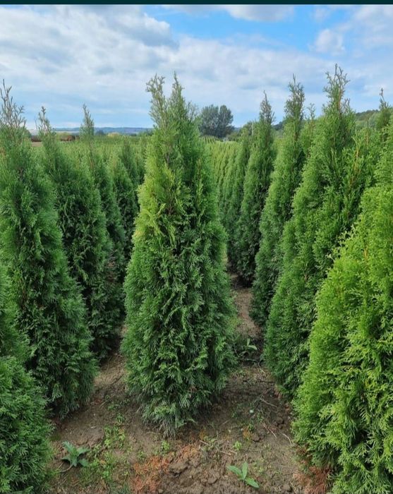 Magnolie grandi flora pon pon gazon rulou