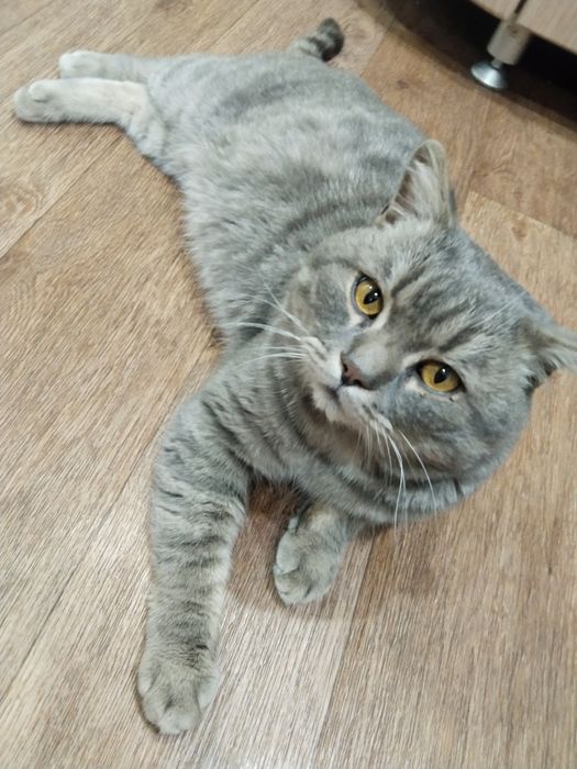 Шотландский котик ищет дом!