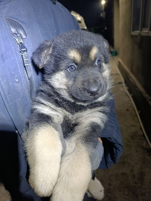 Щенки Черной немецкой овчарки, мальчики