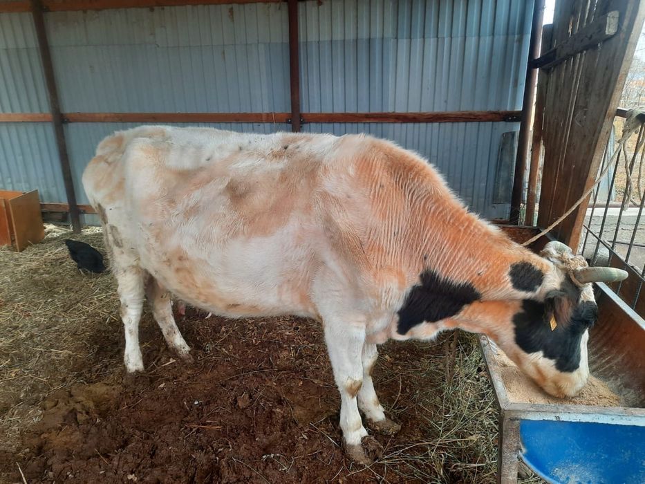 Сиыр сатылады,бағасы келісімді.Семіз