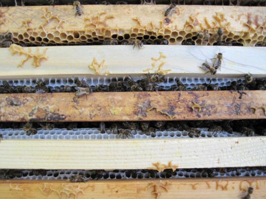 Miere de albine %100 naturala