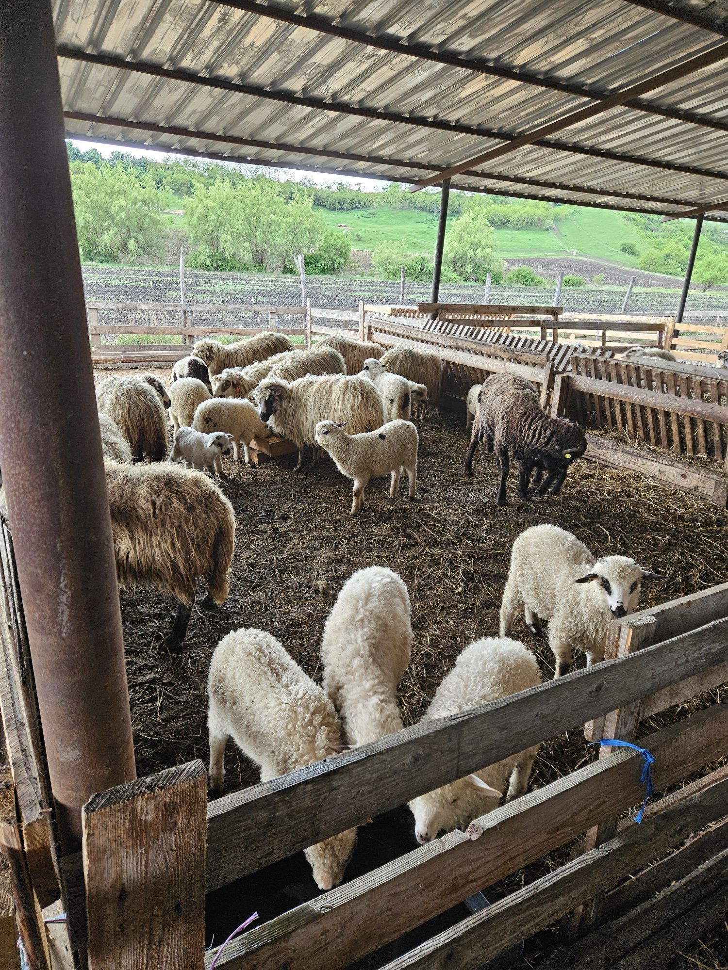 Miei pentru sărbătorile pascale