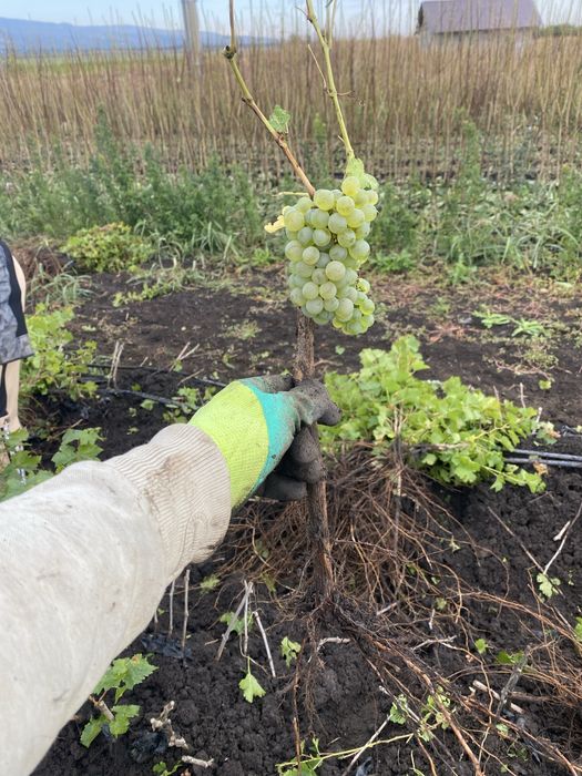 Butasi vita de vie direct pe rod