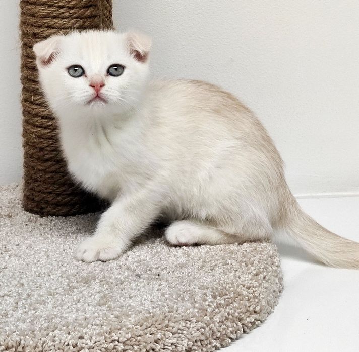 Котята шотландские висЛоуХие