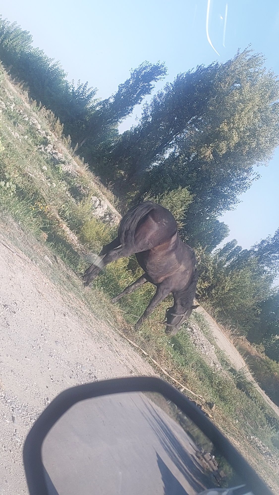 Ot uloqchi toy bor qorabayr