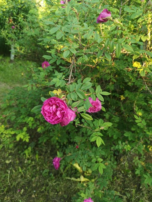 Dulceață trandafiri Damasc