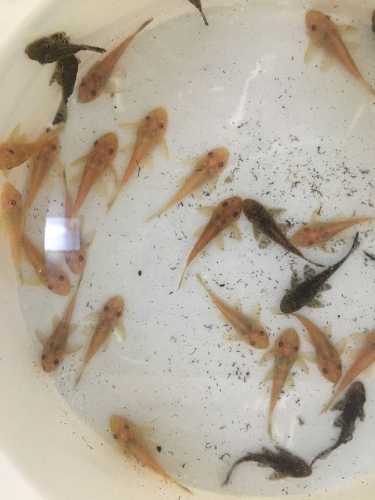 Pesti de acvariu, exotici- tetrazona, gupy , molly , platy , etc