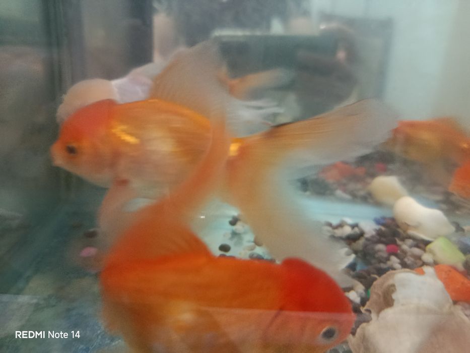 Аквариумные рыбки