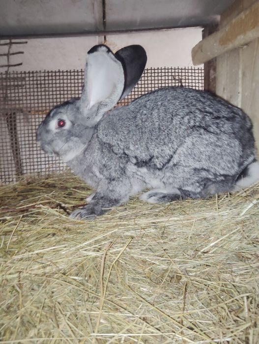 Vând iepuroi urecheați