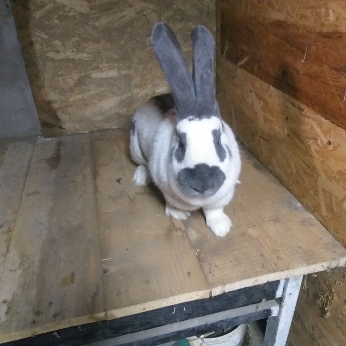 Femelă fluture german alb albastru de vanzare.