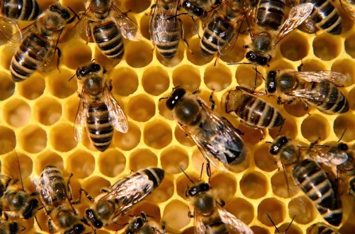 Продам пчелосемьи, цена договорная, город Тараз