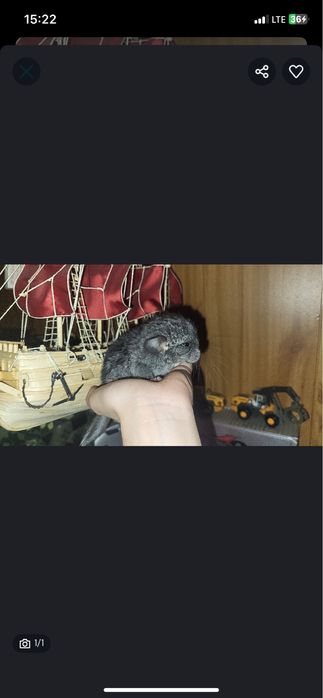 Продаётся шиншиллы