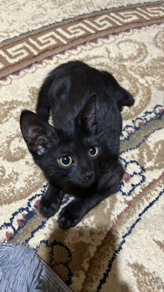 Котенок 2,5 месяца  Персик