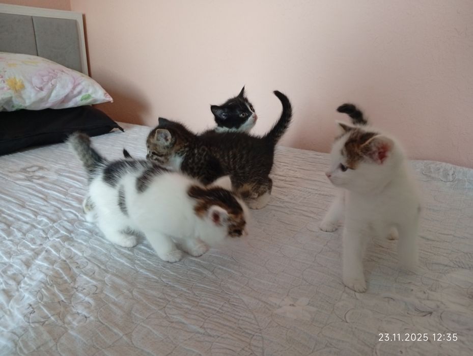 Продадим котят смесь турецкая ангорка