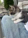 Pisicute adoptie