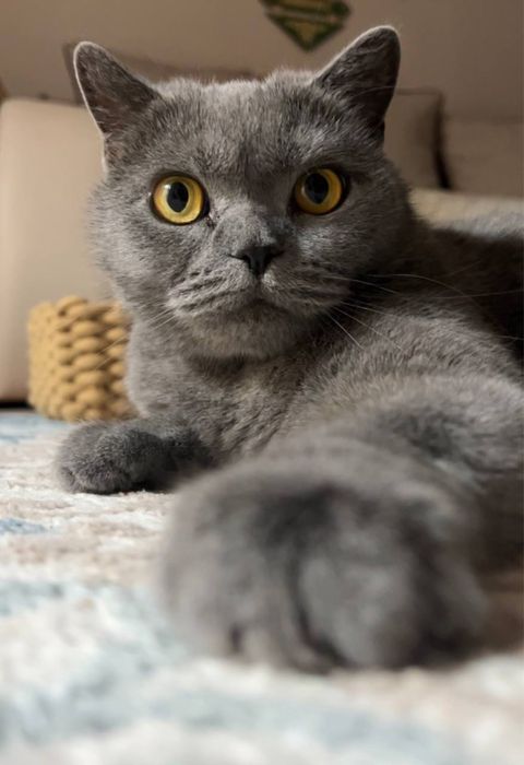 Отдам кошку британку