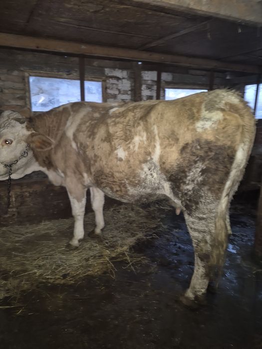 Vând vacă Bălțata Românească