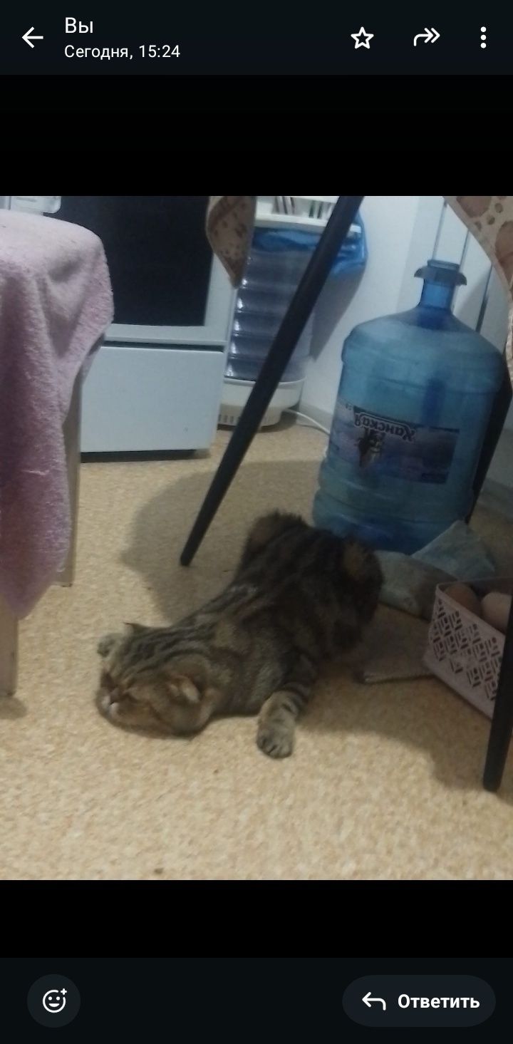 Вязка, кот британец