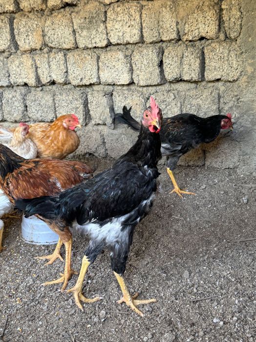Horoz sotiladi honaki