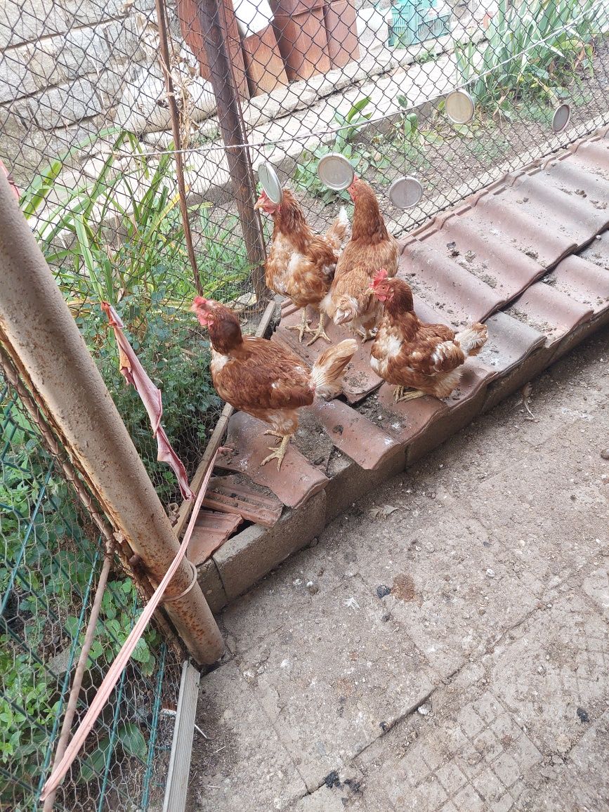 Кокошки Ломан Браун