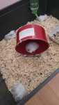 Pui hamsteri pitici