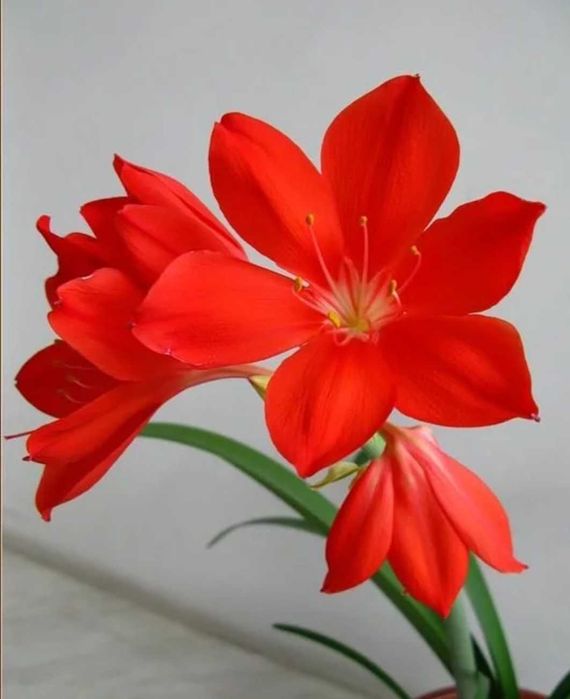 Гиппеаструм очень красиво цветущий луковичный комнатный цветок