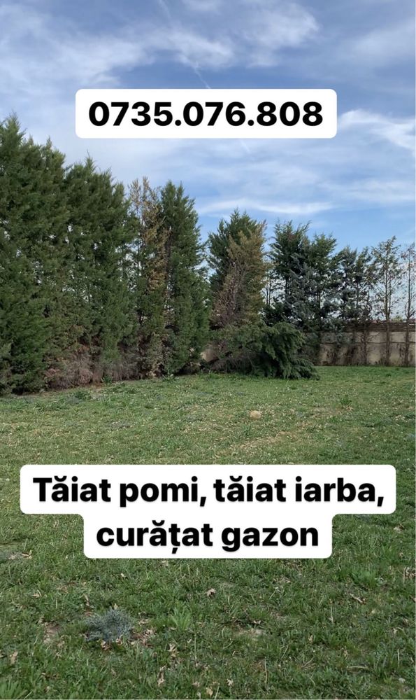 Tai lemne, arbori înalți București și împrejurimi.