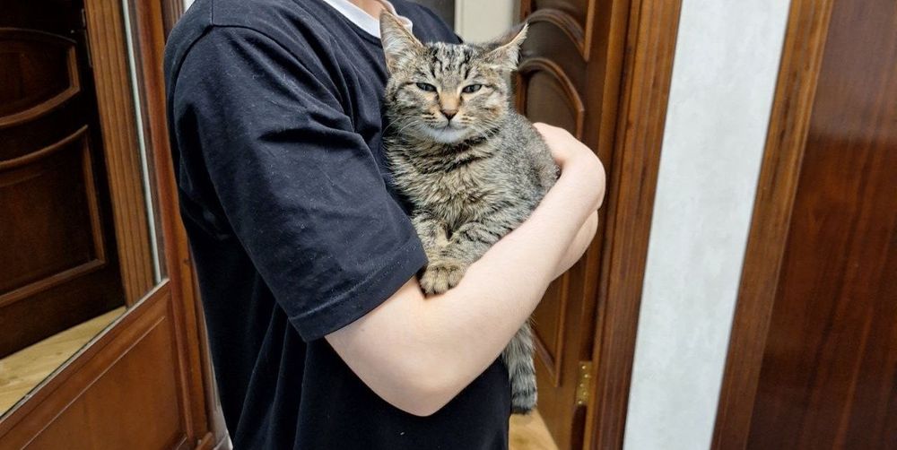 Ищем хозяина для прекрасной девочки