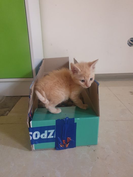 У меня есть котята, которые я отдам в хорошие руки