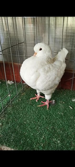 Porumbei king de vânzare