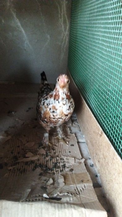 Японский тауык қораз