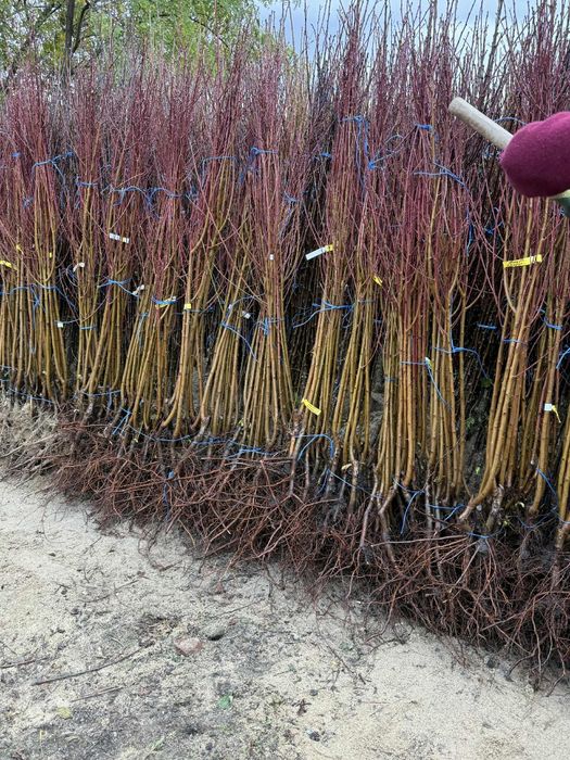 Vând Pomi fructiferi  anul 2