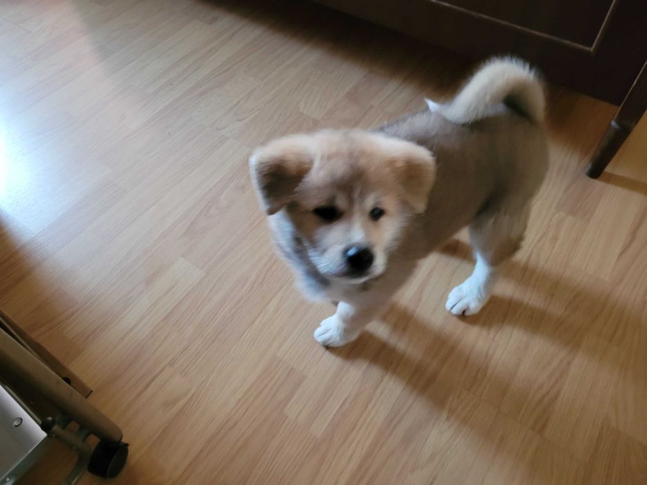 Продавам японска Акита ину