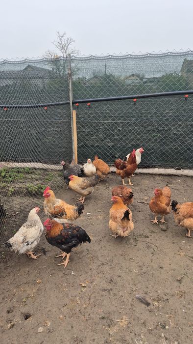 Păsări de curte  crescute natural