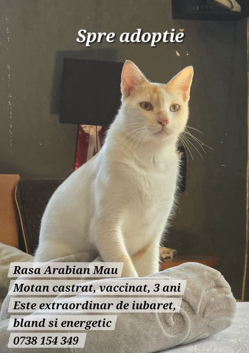 Adoptie motan/pisica castrate