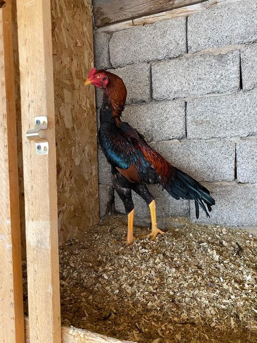 Дакан кораз есть