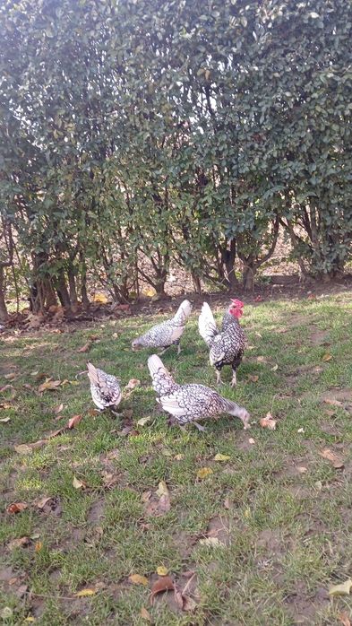 Сребърен зибрайт кокошки и петленца