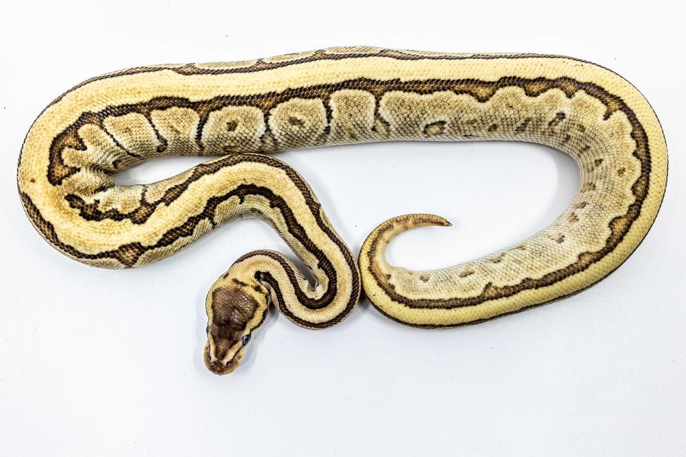 Femelă de Piton Regal (Python Regius) Morph Jigsaw, juvenil