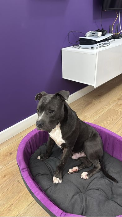 Amstaff 6 luni, vaccinat și microcipat – caută familie iubitoare