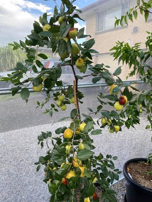 Jujube soiul Dangzao la ghiveci anul 5