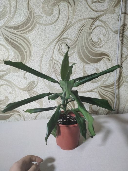 Драцена деремская душистая