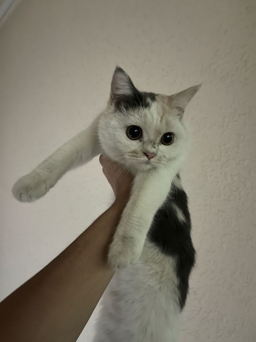 пародистая ласковая кошка