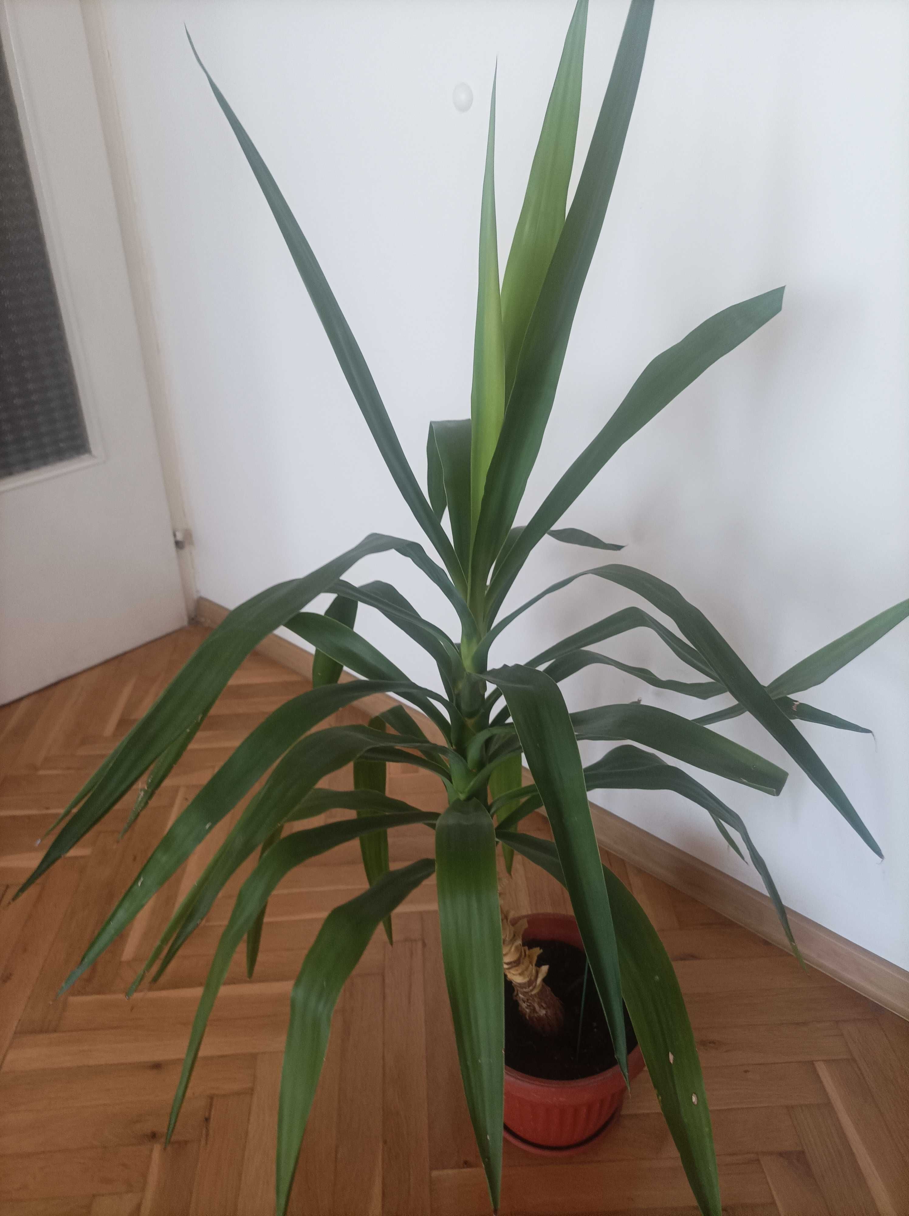 Стайно растение Юка