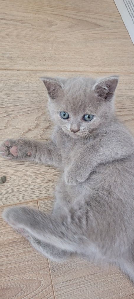 Pisici British Shorthair
