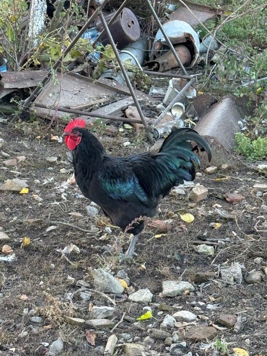 Cocosi Australorp 7 luni