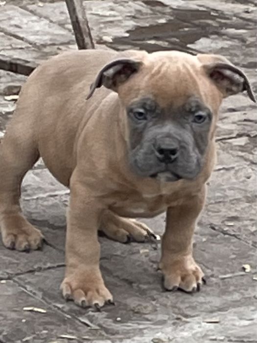 Щенки американский булли