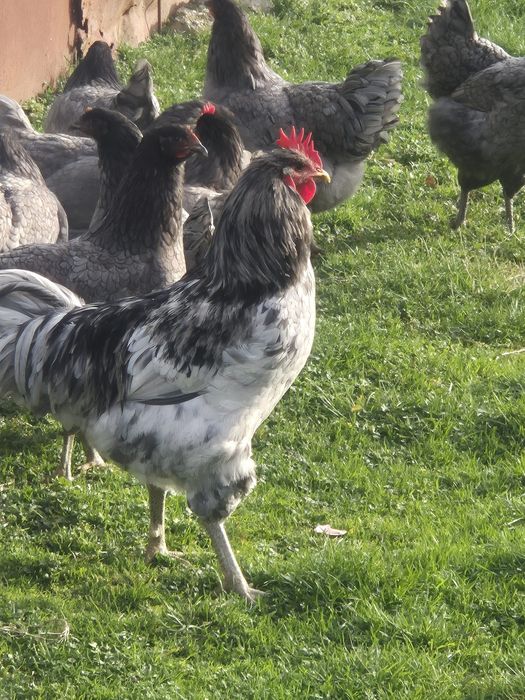 Cocosi Jersey Gigant