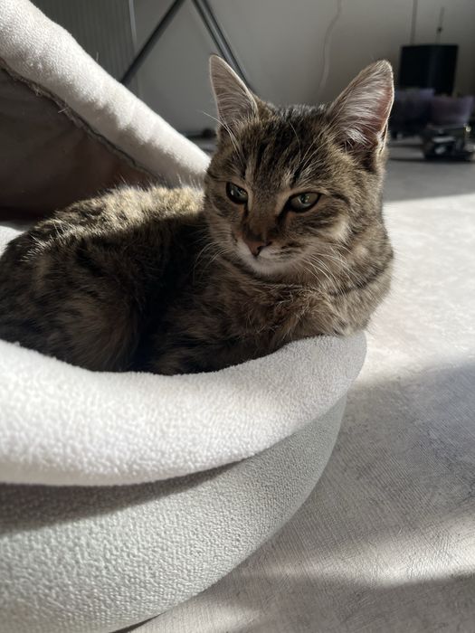 Ласковую девочку в добрые руки