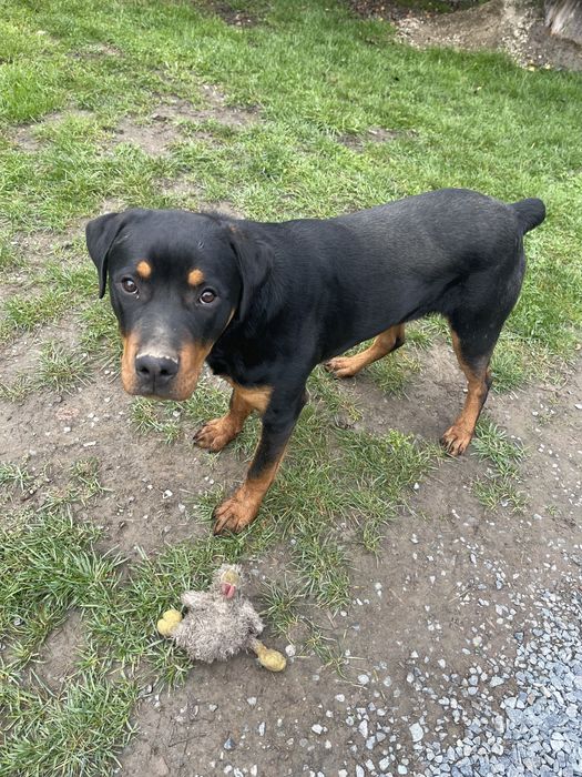 Caine rasa talie mare